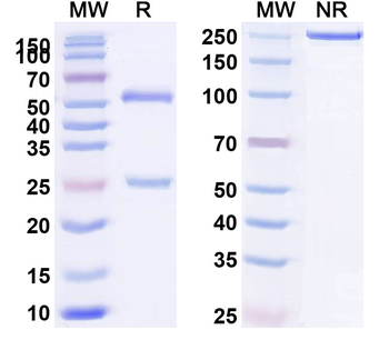 ACE2 Mouse Monoclonal Antibody