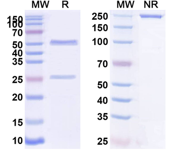 AGTR2/AT2 Mouse Monoclonal Antibody