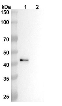CD4 Rat Monoclonal Antibody