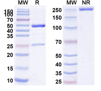 CD35/CR1/CD21b Rat Monoclonal Antibody