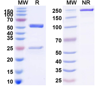 CD96 Mouse Monoclonal Antibody