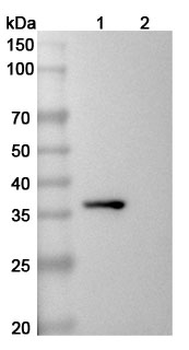 CD81 Mouse Monoclonal Antibody