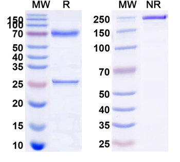 CD62E/SELE Rat Monoclonal Antibody