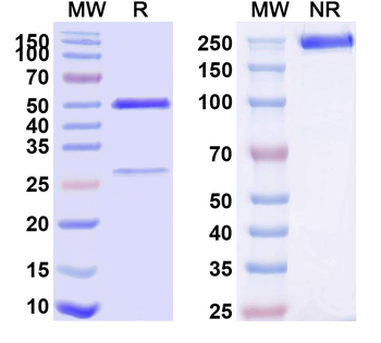 CD55 Mouse Monoclonal Antibody