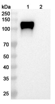 CD42b/GP1BA Mouse Monoclonal Antibody