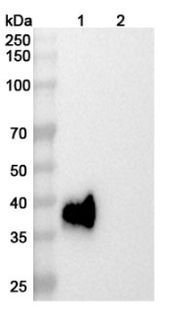CD355/CRTAM Mouse Monoclonal Antibody