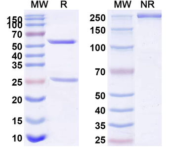 CD332/FGFR2 Mouse Monoclonal Antibody
