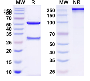 CD32b/FCGR2B Mouse Monoclonal Antibody