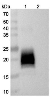 CD317/BST2 Mouse Monoclonal Antibody