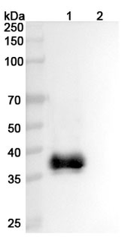 CD301/CLEC10A Mouse Monoclonal Antibody