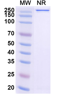CD277/BTN3A1 Mouse Monoclonal Antibody