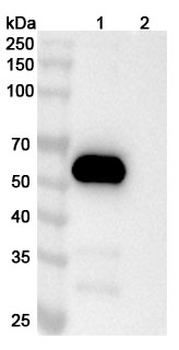 CD277/BTN3A1 Mouse Monoclonal Antibody