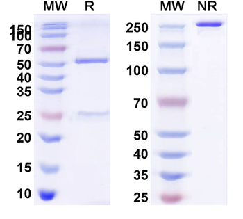 CD276 Human Monoclonal Antibody