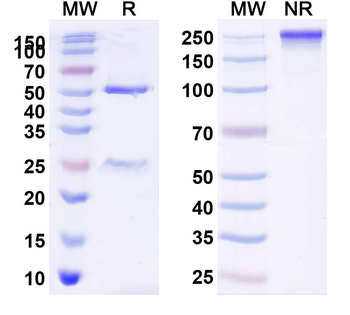 CD274/PD-L1/B7-H1 Human Monoclonal Antibody