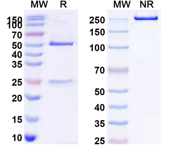 CD262/TNFRSF10B/TRAIL-R2 Human Monoclonal Antibody