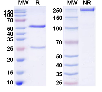 CD248 Human Monoclonal Antibody