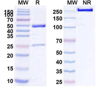 CD240D/RHD Human Monoclonal Antibody