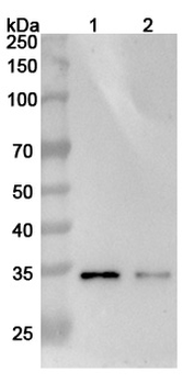 CD205/LY75 Mouse Monoclonal Antibody