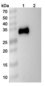 CD2 Mouse Monoclonal Antibody