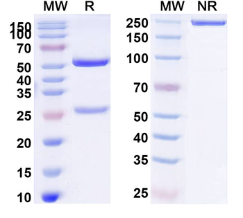 CD167a/DDR1 Mouse Monoclonal Antibody
