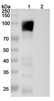 CD146/MUC18/MCAM Mouse Monoclonal Antibody