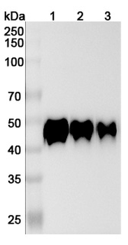 CD14 Mouse Monoclonal Antibody