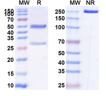 CD131/CSF2RB Mouse Monoclonal Antibody