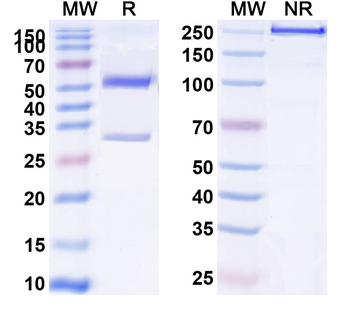 CD127/IL7R Human Monoclonal Antibody