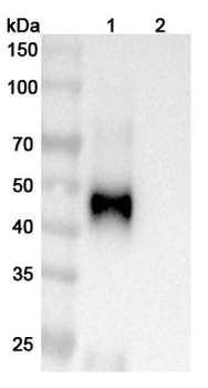 GOLM1/GP73 Mouse Monoclonal Antibody