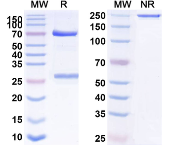 GP6 Human Monoclonal Antibody