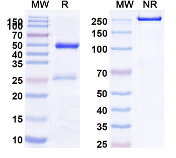 ILDR2 Human Monoclonal Antibody