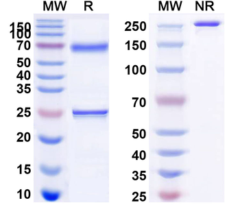 LYPD3 Human Monoclonal Antibody