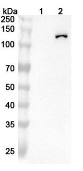 NOS2/iNOS Mouse Monoclonal Antibody