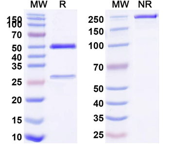 PTK7/CCK-4 Human Monoclonal Antibody