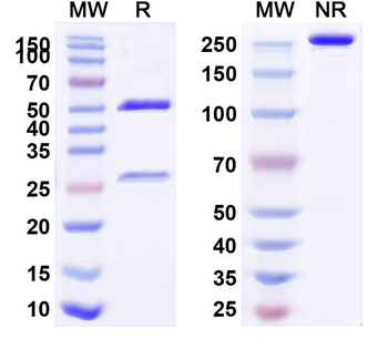 TACSTD2/TROP2 Human Monoclonal Antibody
