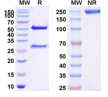 CD114/CSF3R Mouse Monoclonal Antibody