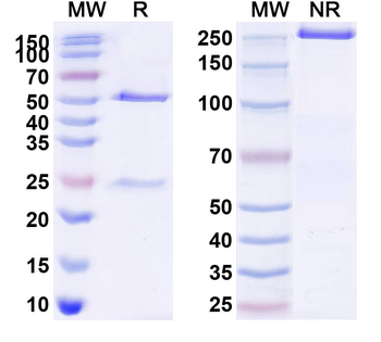 Spevatamig Human Monoclonal Antibody