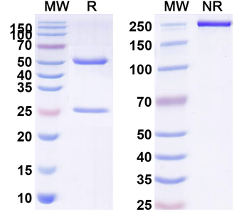 Recibokibart Human Monoclonal Antibody