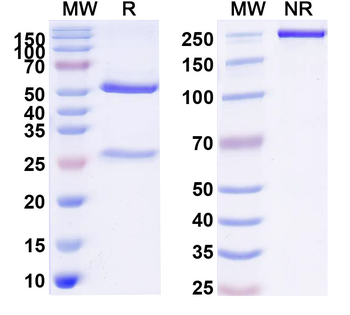Bulumtatug Human Monoclonal Antibody