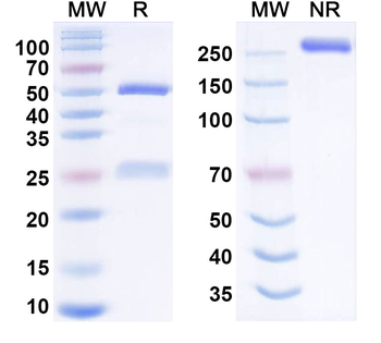 Isuventatug Human Monoclonal Antibody