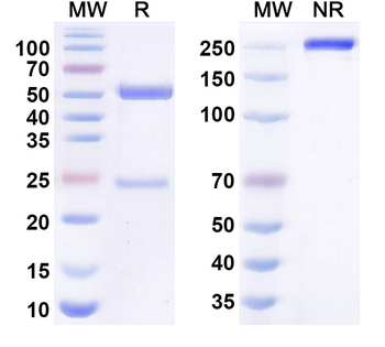 Aletekitug Human Monoclonal Antibody
