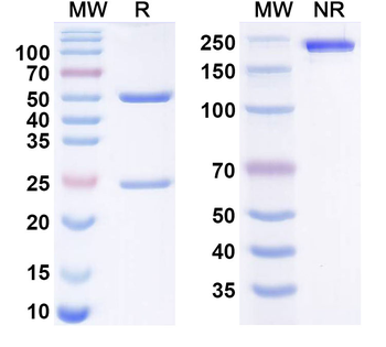 Birinkibart Human Monoclonal Antibody