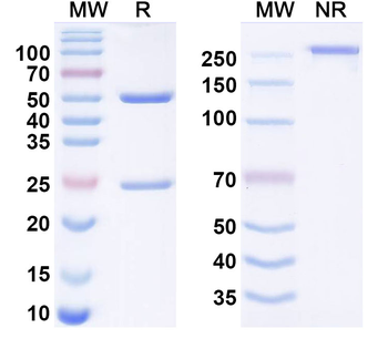 Telikibart Human Monoclonal Antibody