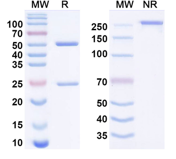 Emunkitug Human Monoclonal Antibody