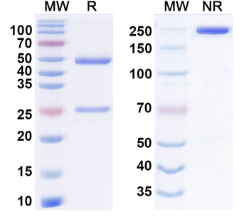 Velinotamig Human Monoclonal Antibody