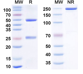 Astegolimab Mouse Monoclonal Antibody