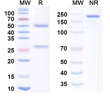 IL-18 & IL-1β Human Monoclonal Antibody