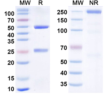 Influenza A virus HA/Hemagglutinin Human Monoclonal Antibody