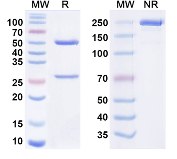 HRSV Prefusion/Pre-F Human Monoclonal Antibody