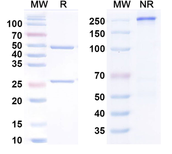 IL11 Human Monoclonal Antibody